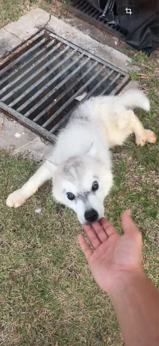 Husky siberiano fêmea