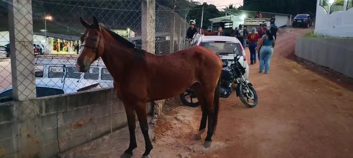 Égua mangalarga 