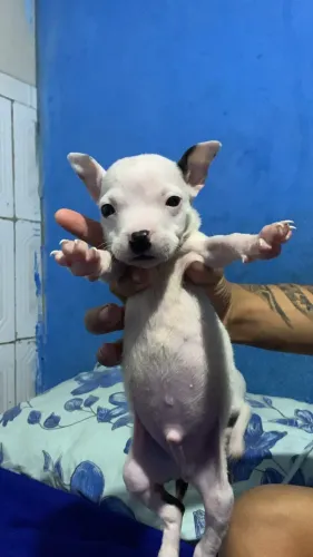 Vendo filhotes de pit bull olhe a descrição
