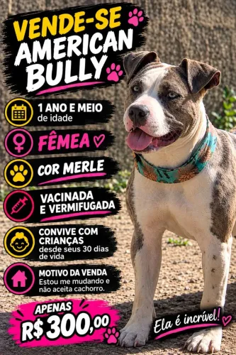 Vende se American bully merle fêmea
