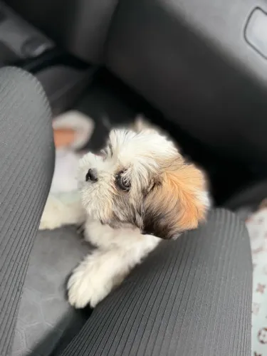 Vendo cachorro shih tzu