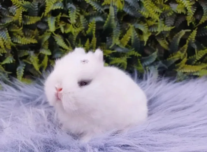 Netherland Dwarf ( coelho anão) linhagem importada