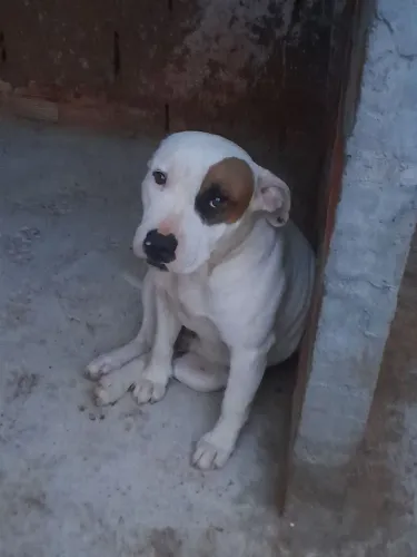 Cachorro