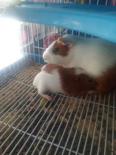 Porquinho da índia