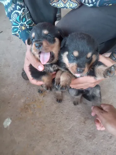 Cachorro