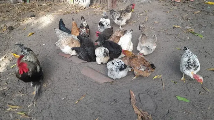 Galinha + Frango isa brahma