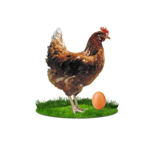 Galinha poedeira Isa Brown