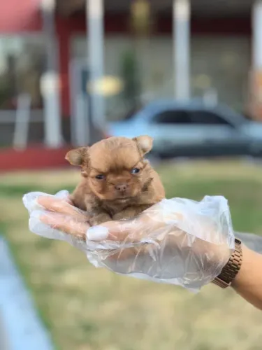 Chihuahua pelagem longa - Fêmea - Filhote a venda - Não fazemos doação - Contate