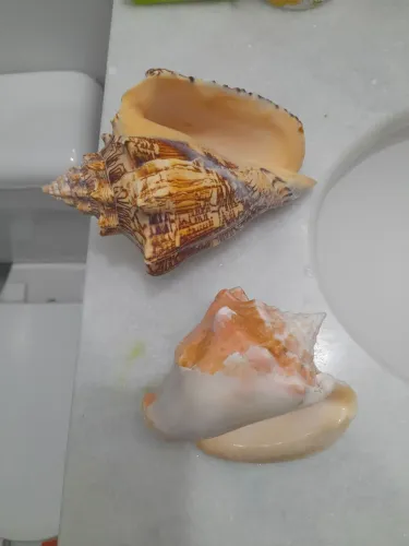 Conchas do mar