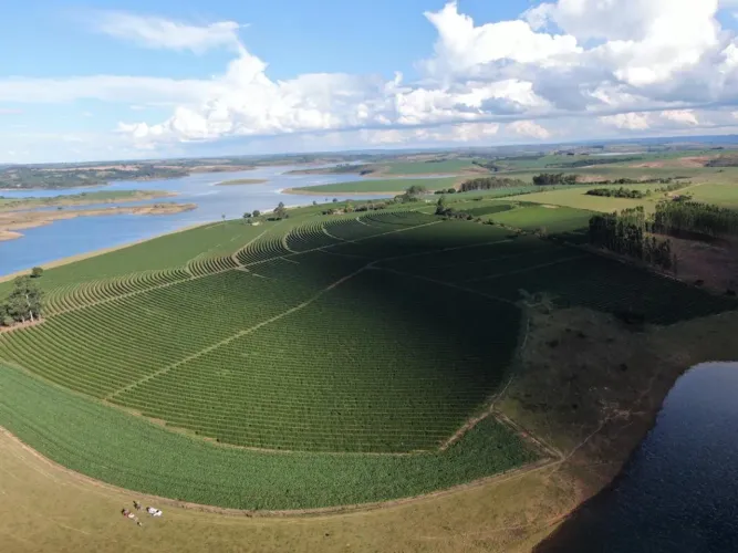 Fazenda de café ?