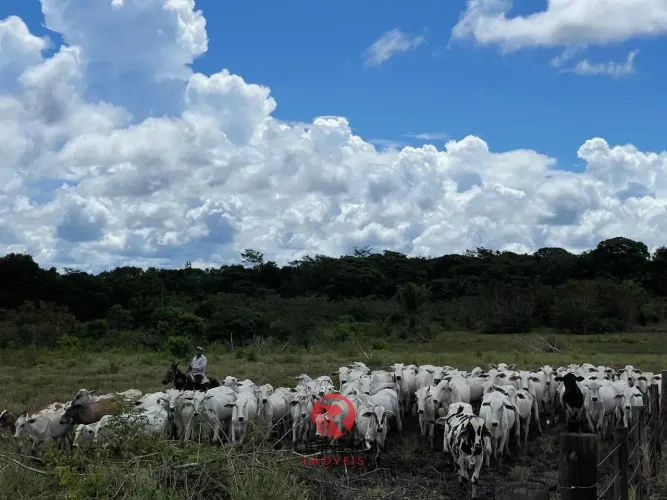 Fazenda à venda, 647 ha, sendo 200 ha de pastos, pode chega a 420 ha, casa de vaqueiro, Bu