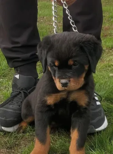 Filhote Rottweiler perfeito para você está aqui!