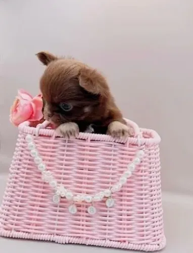 Filhotes de Chihuahua minúsculos, cores claras!