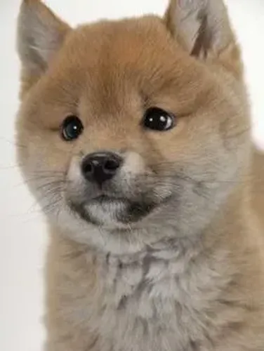 BBS de Shiba Inu Disponíveis!