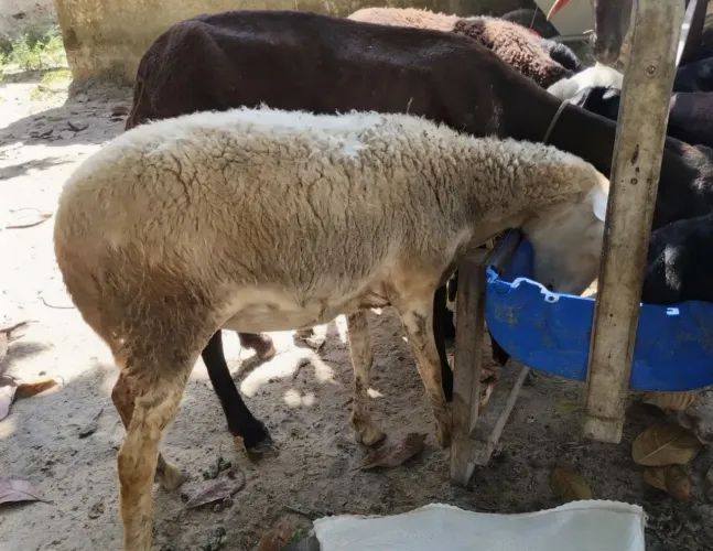 Lote 11 unidades - 08 ovelhas Santa Inês, 02 ovelhas e 01 carneiro Dorper