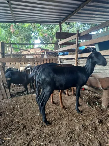 Vendo carneiros machos e femeas 