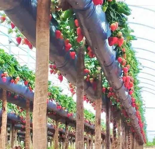 CALHA POLIPROPILENO CULTIVO SUSPENSO VITICALHA- BORDA REFORÇADA - 102 MT