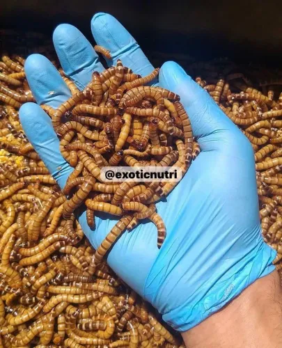 TENEBRIO GIGANTE / Alimento vivo e isca p pesca 