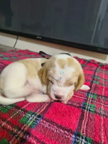 Beagle filhotes para reserva