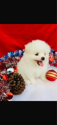 Lulu da pomeranea anao branco com 68 dias vacinado 