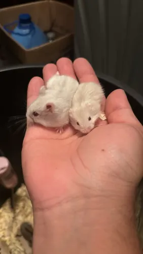 Hamster Anão Russo