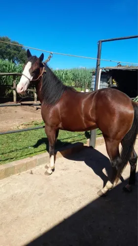 Horse