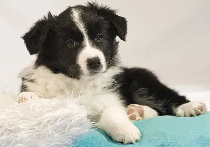 Filhote de Border Collie O Amigo Perfeito Para Quem Gosta de Atividades