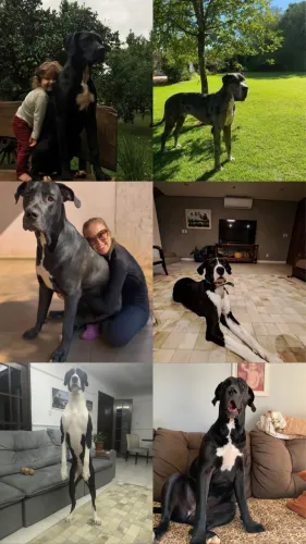 Dogue Alemão o Gigante Gentil