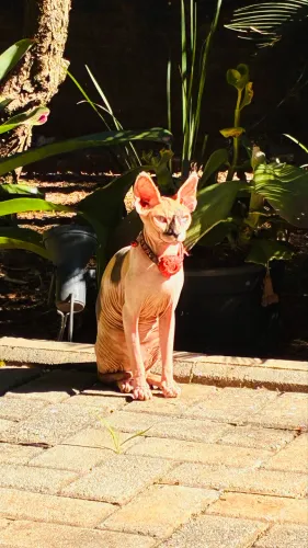 Sphynx fêmea