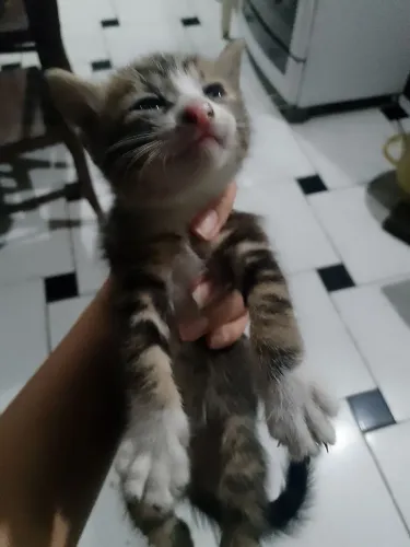 Gatinhos filhotes para adoção