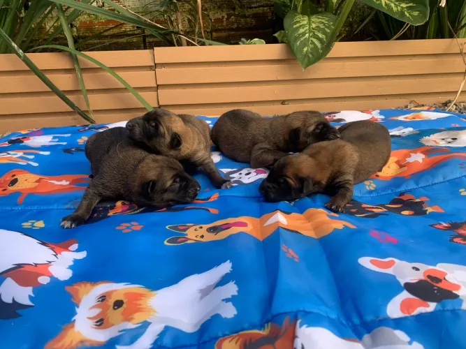 Filhotes de Pastor Belga Malinois disponível para reserva