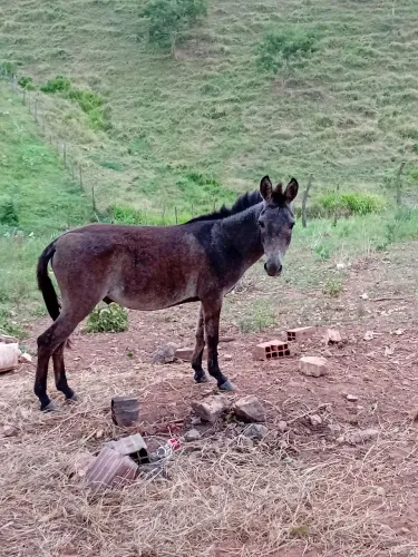 Burrinho filho de egua poney