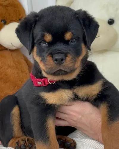 Neném rottweiler de guarda com temperamento selecionado e dócil