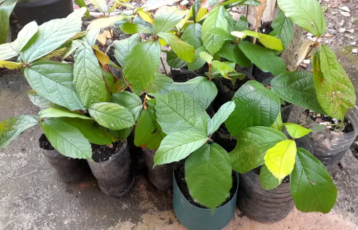 Mudas de cupuaçu