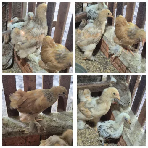 Galinha e Pintinhos raça BRAHMA 