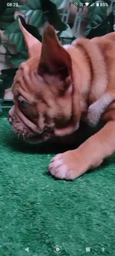 Filhote Fêmea Exotic Bully c/ Pedigree