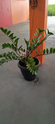 Plantas
