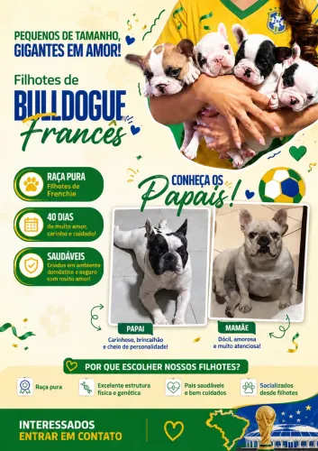 Filhotes de buldogue francês 
