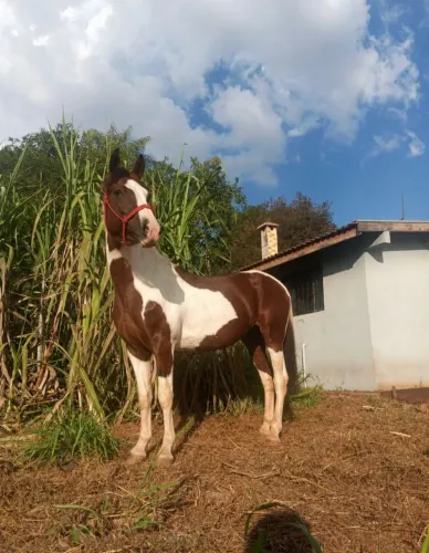  Cavalo 