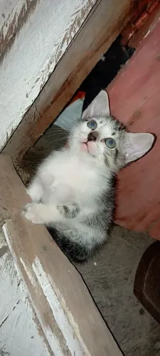 Gatinho