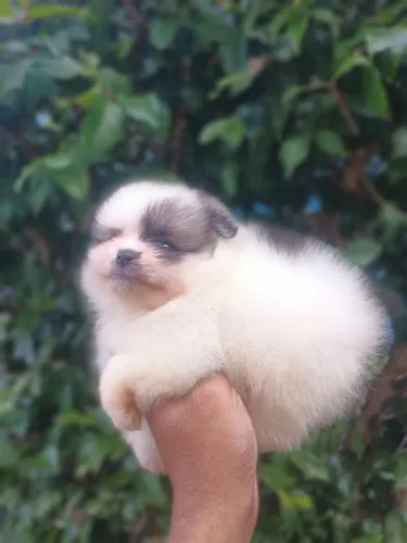 Lulu da pomerania 