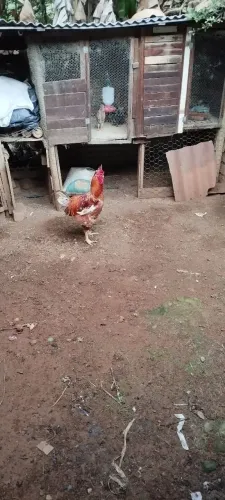 Vende-se galo GSB