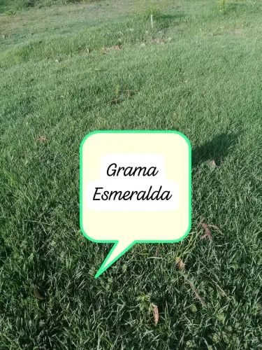 VENDE-SE GRAMA ESMERALDA 