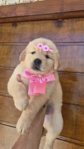 Filhotes de Golden Retriever