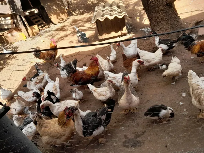 Patos adultos e filhotes disponível 