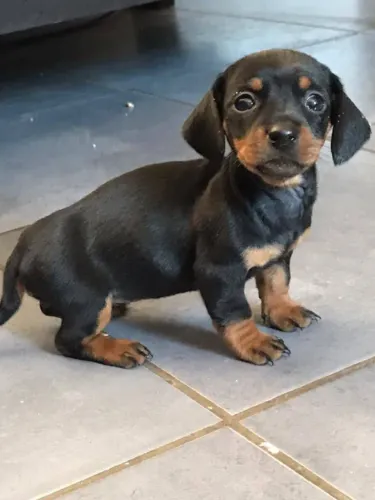Teckel/Salsicha/Basset - Filhotes vacinados e prontos para conhecer