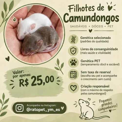 Lindos Camundongos filhotes