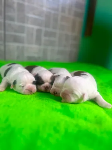 Shih Tzu