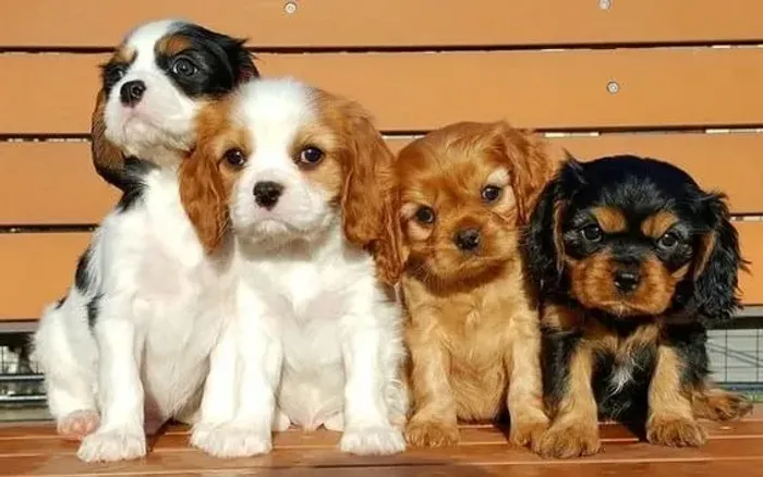 Cavalier King Charles