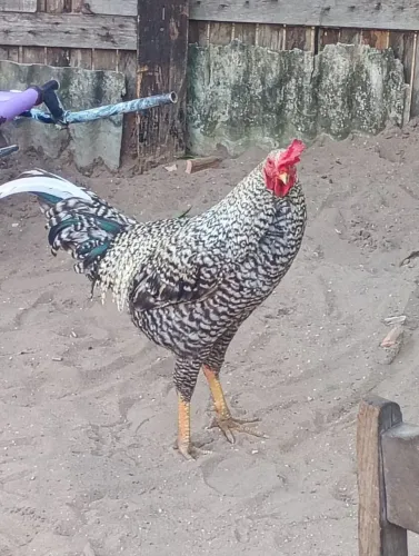 Galinha 